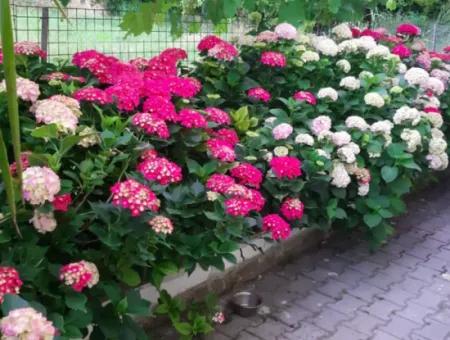 4+1 Satılık Triplex Tam Müstakil Villa